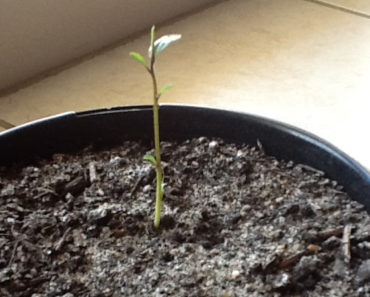 Baby Tea Plant Update