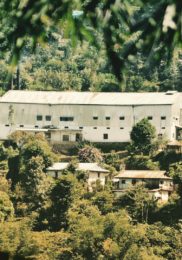 Kanchanjangha Tea Estate